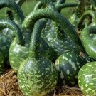 15 Speckled Swan Gourd Seeds Fresh For Garden 15 Speckled Swan Gourd Seeds Fresh For Garden