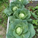 250 Golden Acre Cabbage Seeds Fresh For Garden 250 Golden Acre Cabbage Seeds Fresh For Garden