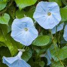25 Blue Star Morning Glory Seeds 15 Ft Fresh For Garden 25 Blue Star Morning Glory Seeds 15 Ft Fresh For Garden