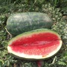 25 Congo Watermelon Seeds Fresh For Garden 25 Congo Watermelon Seeds Fresh For Garden