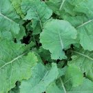 250 Georgia Collard Seeds Fresh For Garden