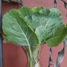 250 Morris Heading Collard Seeds Fresh For Garden 250 Morris Heading Collard Seeds Fresh For Garden
