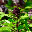 150 Siam Queen Basil Seeds Fresh For Garden 150 Siam Queen Basil Seeds Fresh For Garden