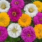 250 Mardgras Zinnia Colorful Flower Fresh For Garden
