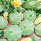 15 Green Bennings Tint Scallop Summer Squash Fresh For Garden