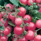 50 Siberian Tomato Seeds Heirloom Fresh For Garden