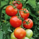 50 Floradade Tomato Seeds Heirloom Fresh For Garden