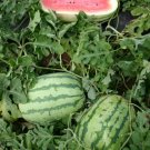 25 Jubilee Watermelon Seeds Fresh For Garden