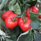 50 Abe Lincoln Seeds Heirloom Fresh For Garden 50 Abe Lincoln Seeds Heirloom Fresh For Garden
