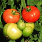 100 Marglobe Supreme Tomato Seeds Heirloom Fresh For Garden