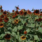 50 Velvet Queen Sun Flower Fresh For Garden