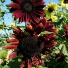 50 Chocolate Cherry Sun Flower Fresh For Garden