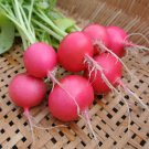 100 Pink Beauty Radish Seeds Nongmo Fresh For Garden