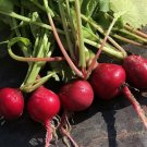 100 Crimson Giant Radish Seeds Fresh For Garden 100 Crimson Giant Radish Seeds Fresh For Garden