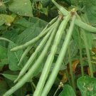 30 Cowpea California Blackeye Seeds Fresh For Garden