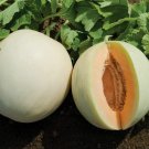 50 Honey Dew Orange Flesh Cantaloupe Seeds Fresh For Garden 50 Honey Dew Orange Flesh Cantaloupe Seeds Fresh For Garden