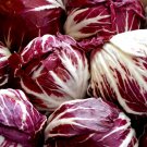 500 Palla Rossa Radicchio Seeds Fresh For Garden 500 Palla Rossa Radicchio Seeds Fresh For Garden
