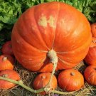 20 Big Max Pumpkin Seeds Fresh For Garden 20 Big Max Pumpkin Seeds Fresh For Garden