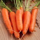 700 Fancy Nantes Carrot Seeds Fresh For Garden