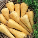 500 All American Parsnip Seeds Fresh For Garden 500 All American Parsnip Seeds Fresh For Garden