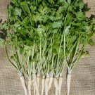 400 Hamburg Rooted Parsley Seeds Fresh For Garden