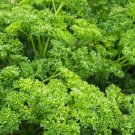 400 Forest Green Parsley Seeds Fresh For Garden