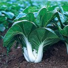 250 Seeds Pok Chowhite Stem Chinese Cabbage Seeds Fresh For Garden