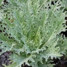 250 White Rsian Kale Seeds Fresh For Garden