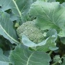 250 Seeds De Cicco Broccolseeds Fresh For Garden