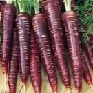 350 Cosmic Purple Carrot Seeds Colorful Tasty Fresh For Garden