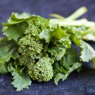 250 Early Fall Rapinbroccolseeds Fresh For Garden 250 Early Fall Rapinbroccolseeds Fresh For Garden
