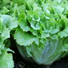 500 Broad Leaf Endive Seeds Fresh For Garden 500 Broad Leaf Endive Seeds Fresh For Garden