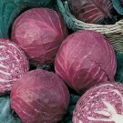 250 Red Acre Cabbage Seeds Fresh For Garden