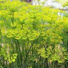 300 Fennel Seeds Fresh For Garden