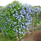 25 Morning Glory Heavenly Blue Seeds 15 Ft Fresh For Garden 25 Morning Glory Heavenly Blue Seeds 15 Ft Fresh For Garden