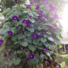 30 Morning Glory Grandpa Ott Seeds Purple Fresh For Garden