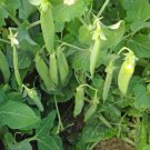 25 Alaska Pea Seeds Non Gmo Harvest Forgardens Fresh For Garden 25 Alaska Pea Seeds Non Gmo Harvest Forgardens Fresh For Garden