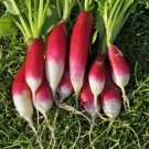 100 French Breakfast Radish Seeds Fresh For Garden