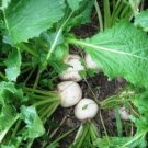 700 Seven Top Turnip Seeds Nongmo Fresh For Garden