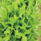 800 Seeds Oak Leaf Lettuce Seeds 1 Gram Fresh For Garden 800 Seeds Oak Leaf Lettuce Seeds 1 Gram Fresh For Garden