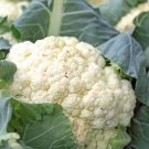 250 Cauliflower Snowball Y Improved Seeds Fresh For Garden 250 Cauliflower Snowball Y Improved Seeds Fresh For Garden