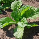 1000 Florida Broad Leaf Mtard Seeds Fresh For Garden 1000 Florida Broad Leaf Mtard Seeds Fresh For Garden