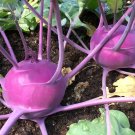 500 Purple Vienna Kohlrabseeds Fresh For Garden