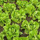 800 Seeds Butter Crunch Butterhead Lettuce Seeds Fresh For Garden 800 Seeds Butter Crunch Butterhead Lettuce Seeds Fresh For Garden