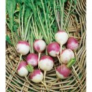 500 American Purple Top Rutabaga Seeds Fresh For Garden