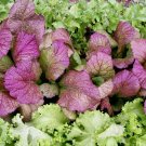 1000 Giant Red Mtard Seeds Tasty Fresh For Garden