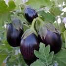 100 Black Beauty Eggplant Seeds Fresh For Garden 100 Black Beauty Eggplant Seeds Fresh For Garden