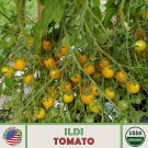 10 Ildmultiflora Tomato Seeds Organic Openpollinated Nongmo Genuine Fresh For Garden