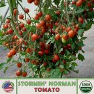 10 Stormin Norman Tomato Seeds Organic Openpollinated Nongmo Genuine Fresh For Garden