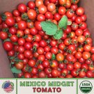 10 Mexico Midget Tomato Seeds Organic Openpollinated Nongmo Genuine Fresh For Garden 10 Mexico Midget Tomato Seeds Organic Openpollinated Nongmo Genuine Fresh For Garden
